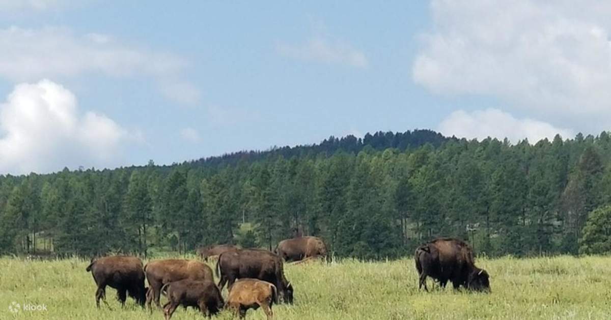 Private Custer State Park Jeep Safari and Hiking Tour Klook